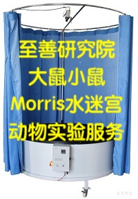 大鼠小鼠水迷宫实验技术服务
