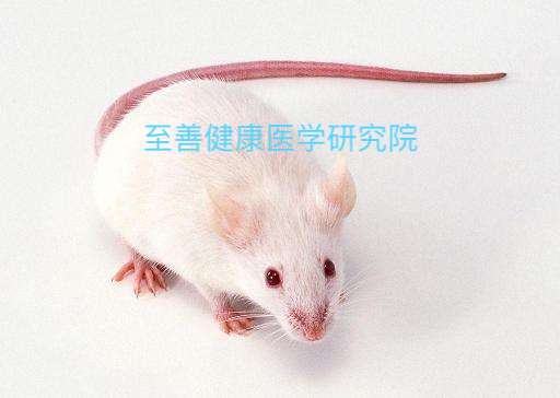 实验动物模型